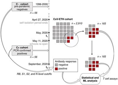 Machine learning analysis of humoral and cellular responses to SARS-CoV-2 infection in young adults